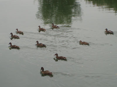 Pattern in ducks on the river Thames