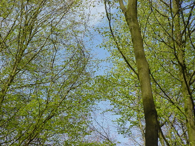 A Canopy of young trees