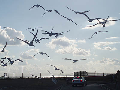 Seagulls at Stokes Bay