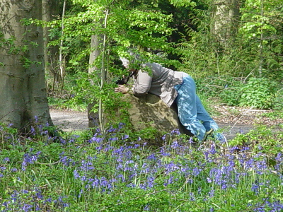 The best bluebells are always in the most awkward spots