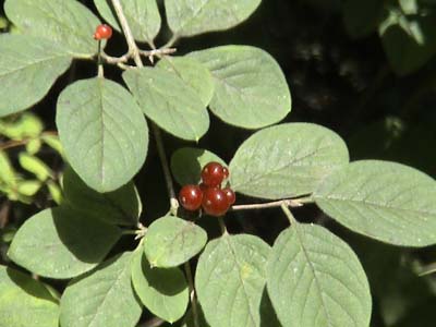 Berries in the woods - Savernake