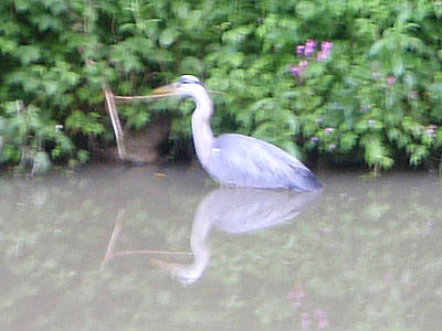 Heron, near Widbrook